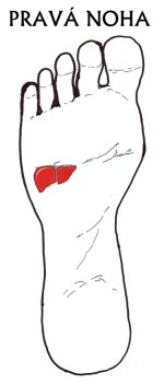 jatraprava noha m